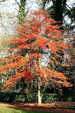 tree tupelo trees gum nyssa sylvatica canopy leaves fall shade backyard care grandmont pol jean garden thanks much so visit